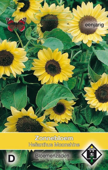 Sunflower Domino (Helianthus) 60 seeds HE